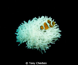 Palm sized anemone with juvenile clown fish. by Tony Cherbas 
